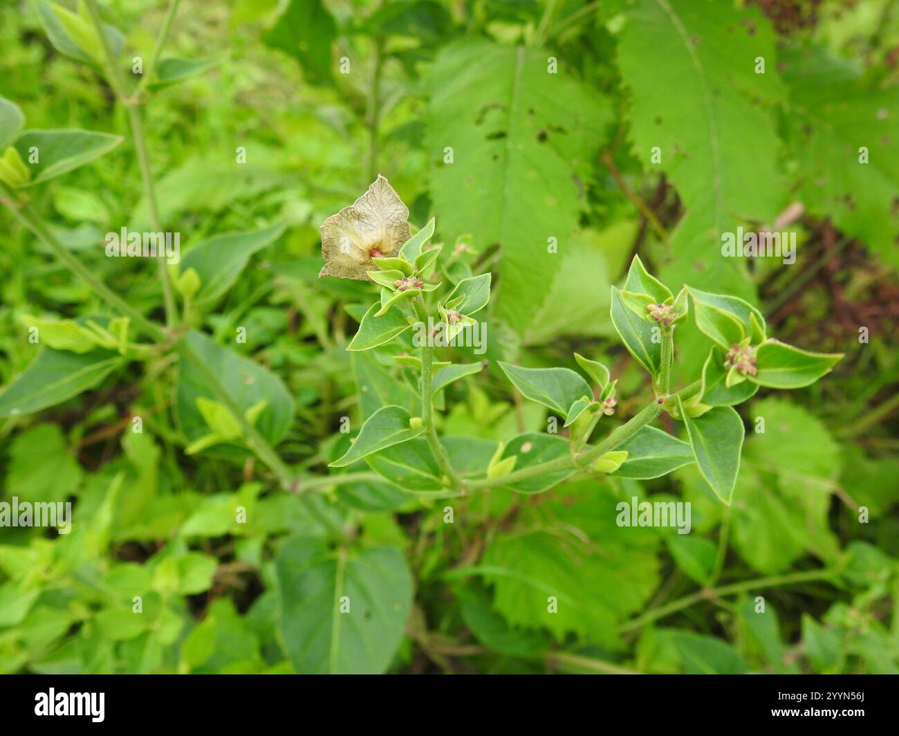 Wild Four o'Clock (Mirabilis nyctaginea Stock Photo - Alamy