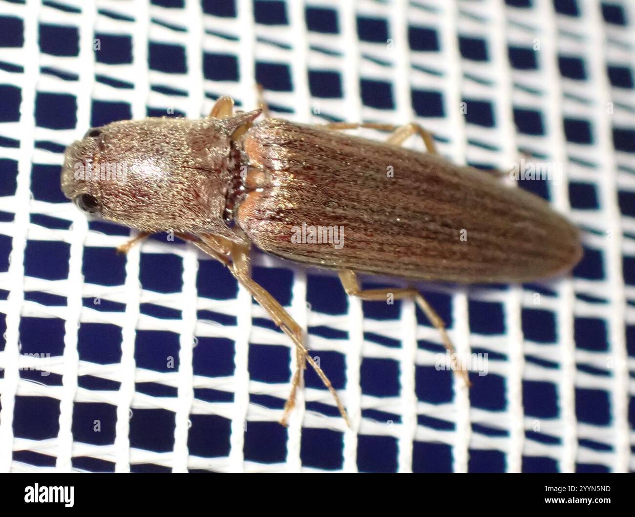 Monocrepidius hi-res stock photography and images - Alamy