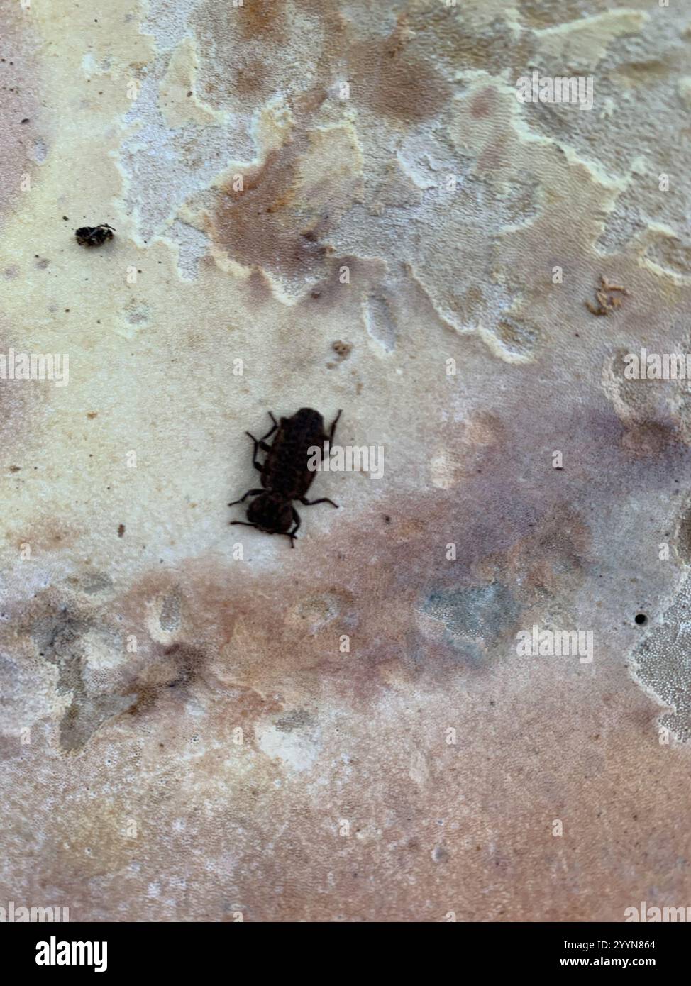 Phellopsis Eastern Ironclad Beetle (Phellopsis obcordata Stock Photo - Alamy