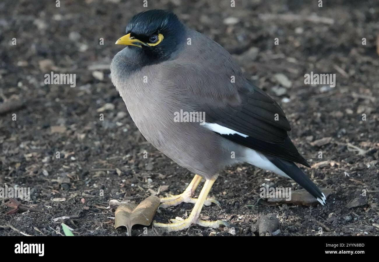 Common Myna (Acridotheres tristis Stock Photo - Alamy