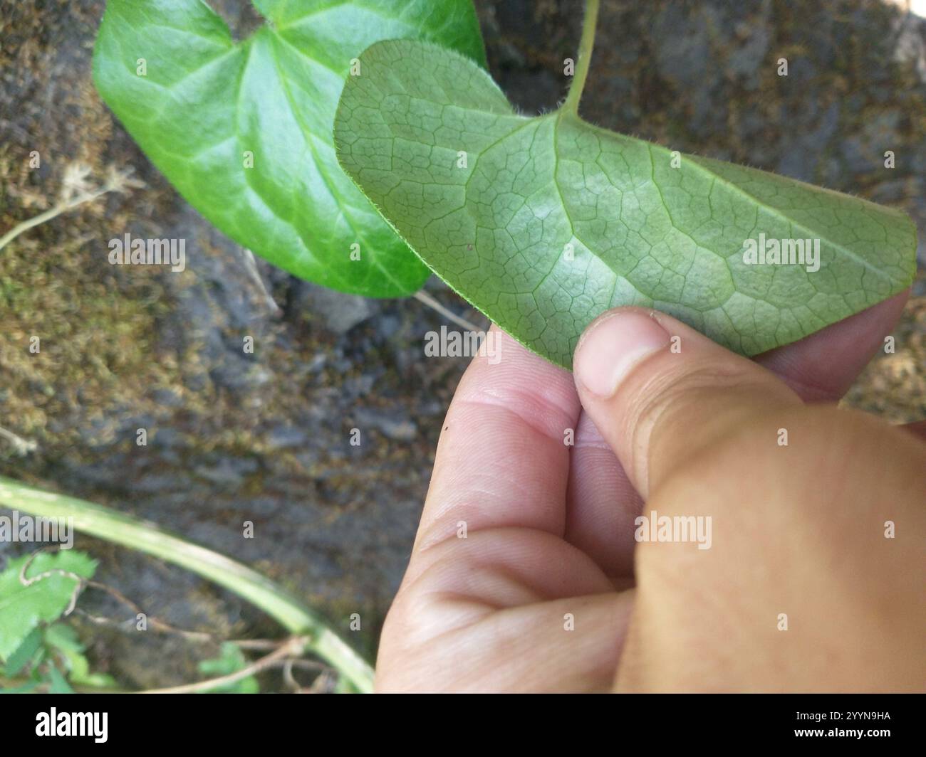 WILD GINGER ASARUM CAUDATUM visual data 8