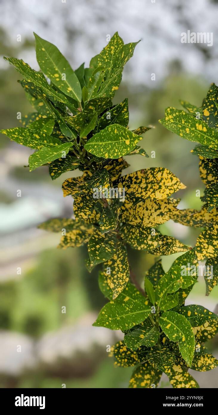 Variegated Croton (Codiaeum variegatum pictum Stock Photo - Alamy