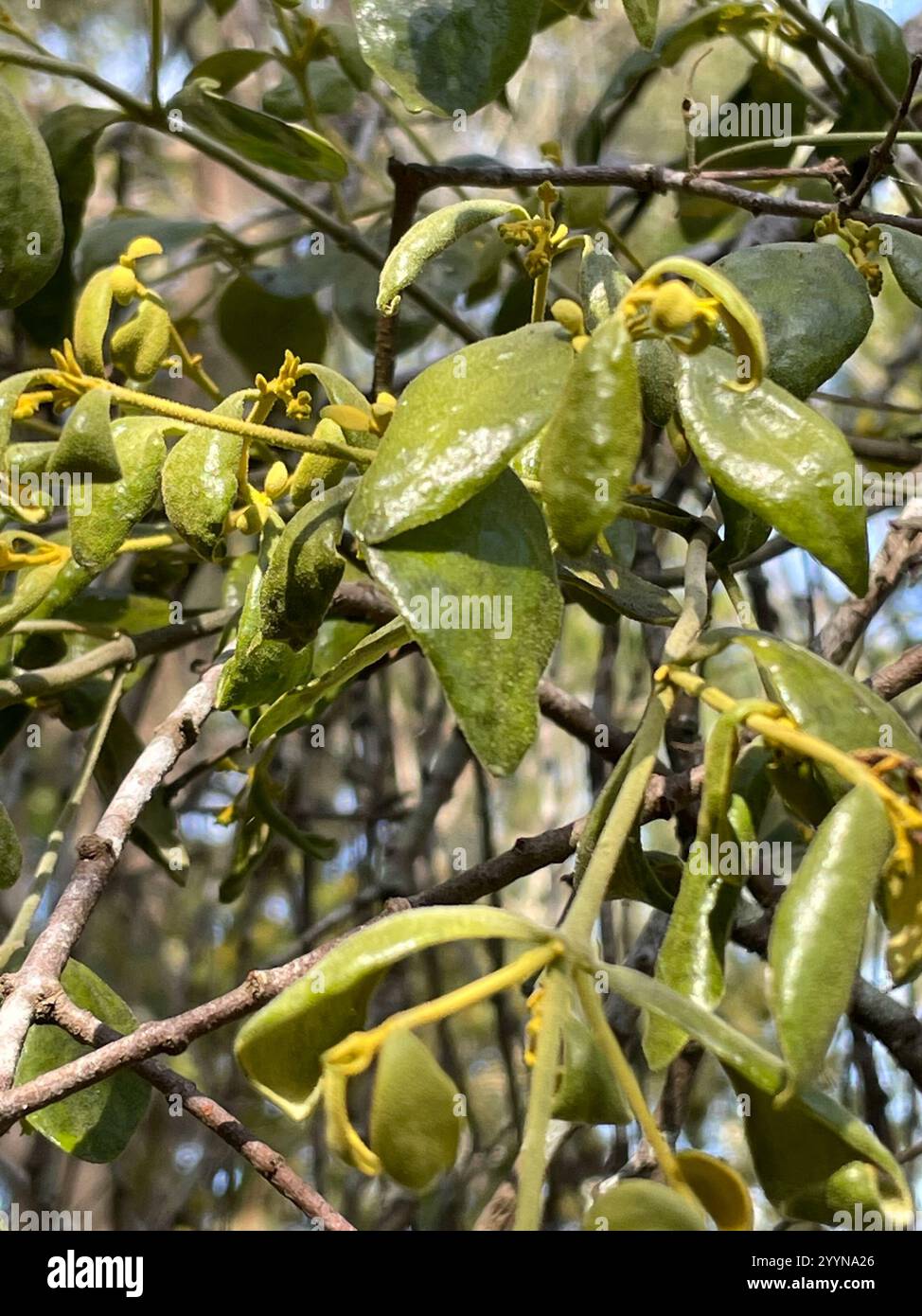 Notothixos Golden mistletoe hi-res stock photography and images - Alamy