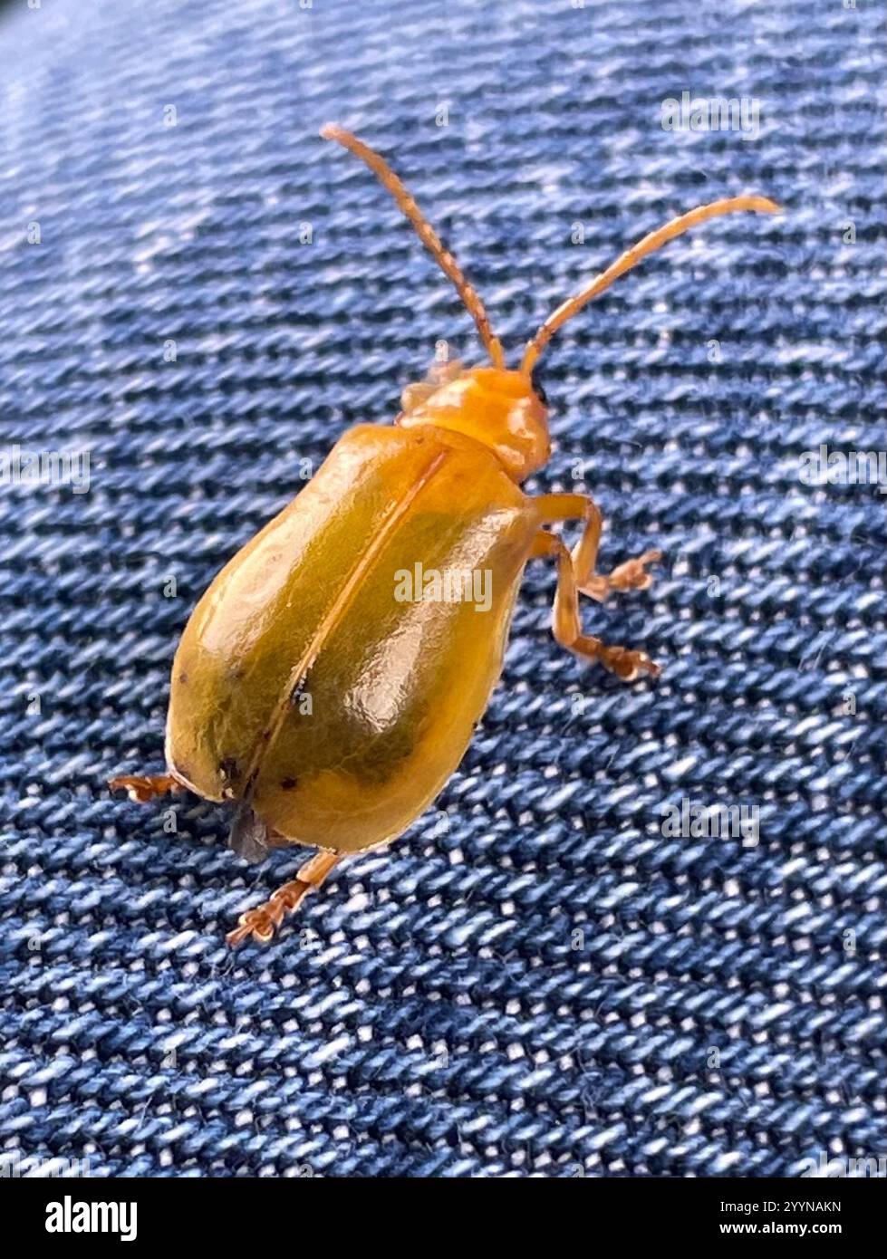 Larger elm leaf beetle monocesta coryli stock photo alamy