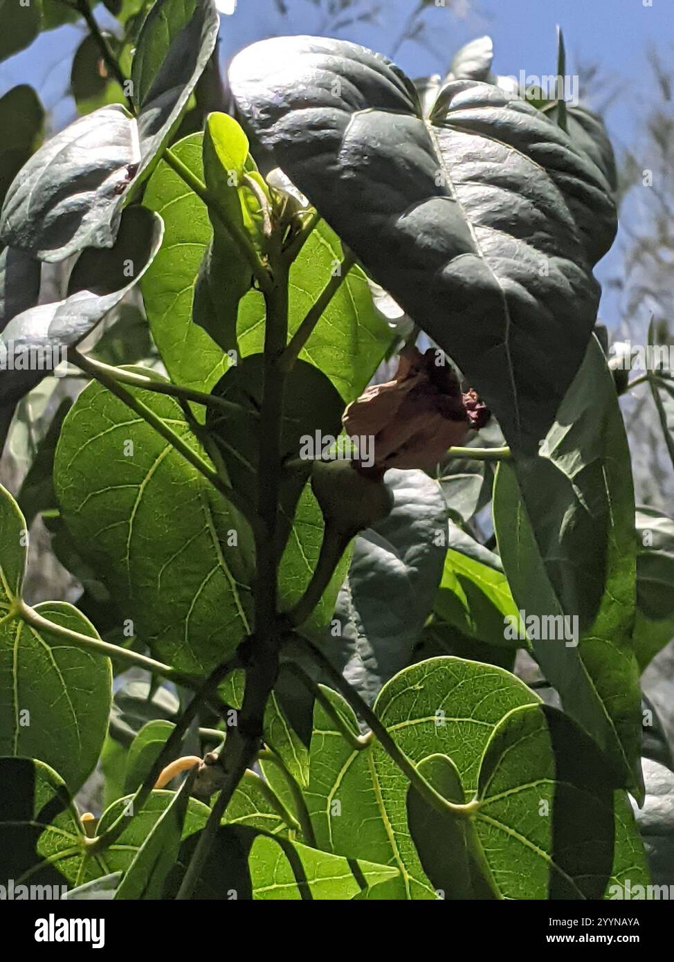Peratia Tree Thespesia populnea portia tree hi-res stock photography and images - Alamy