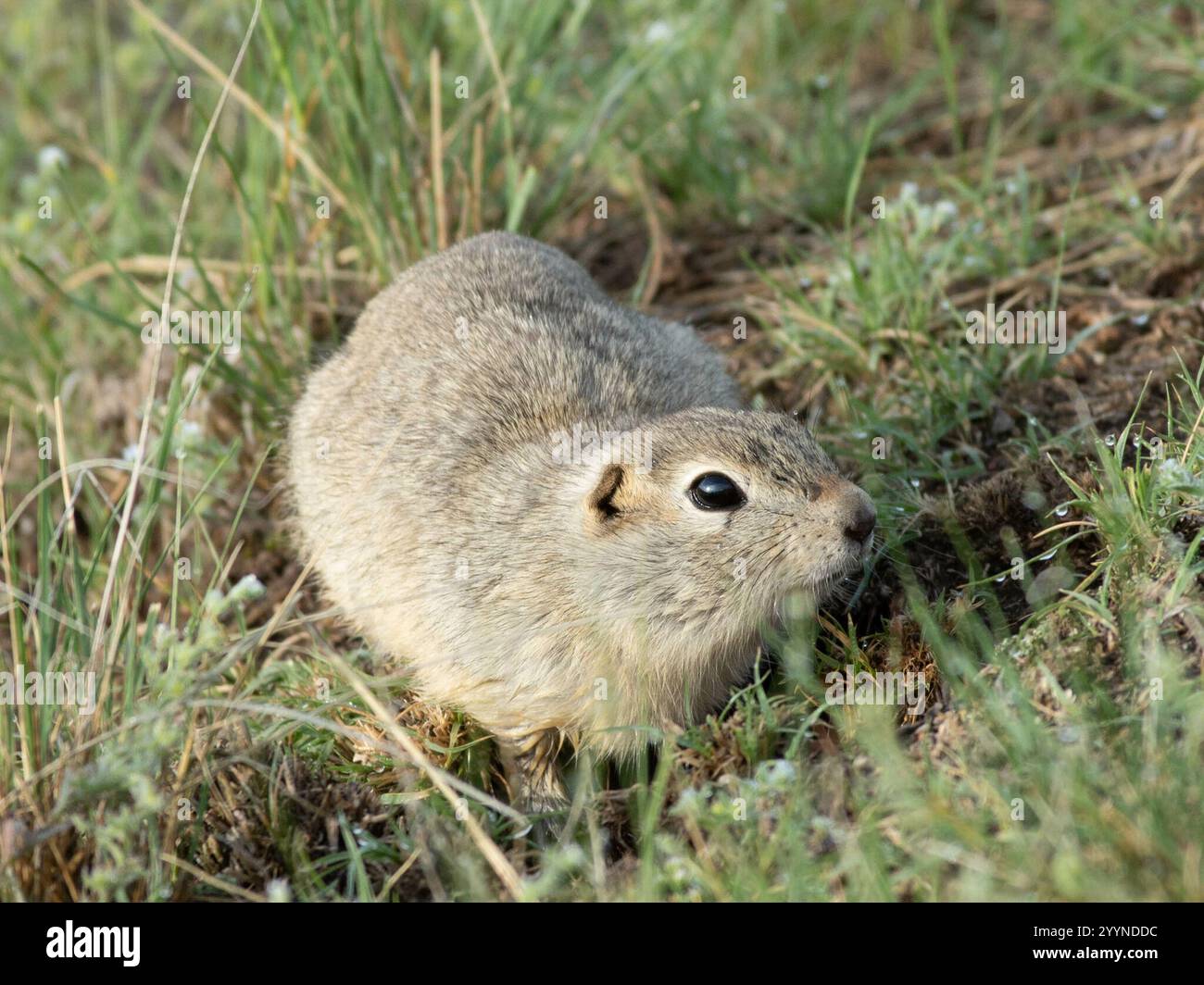 Richardson's Ground Squirrel (Urocitellus richardsonii Stock Photo - Alamy