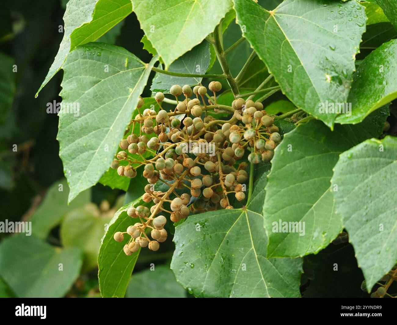 Alim (Melanolepis multiglandulosa Stock Photo - Alamy