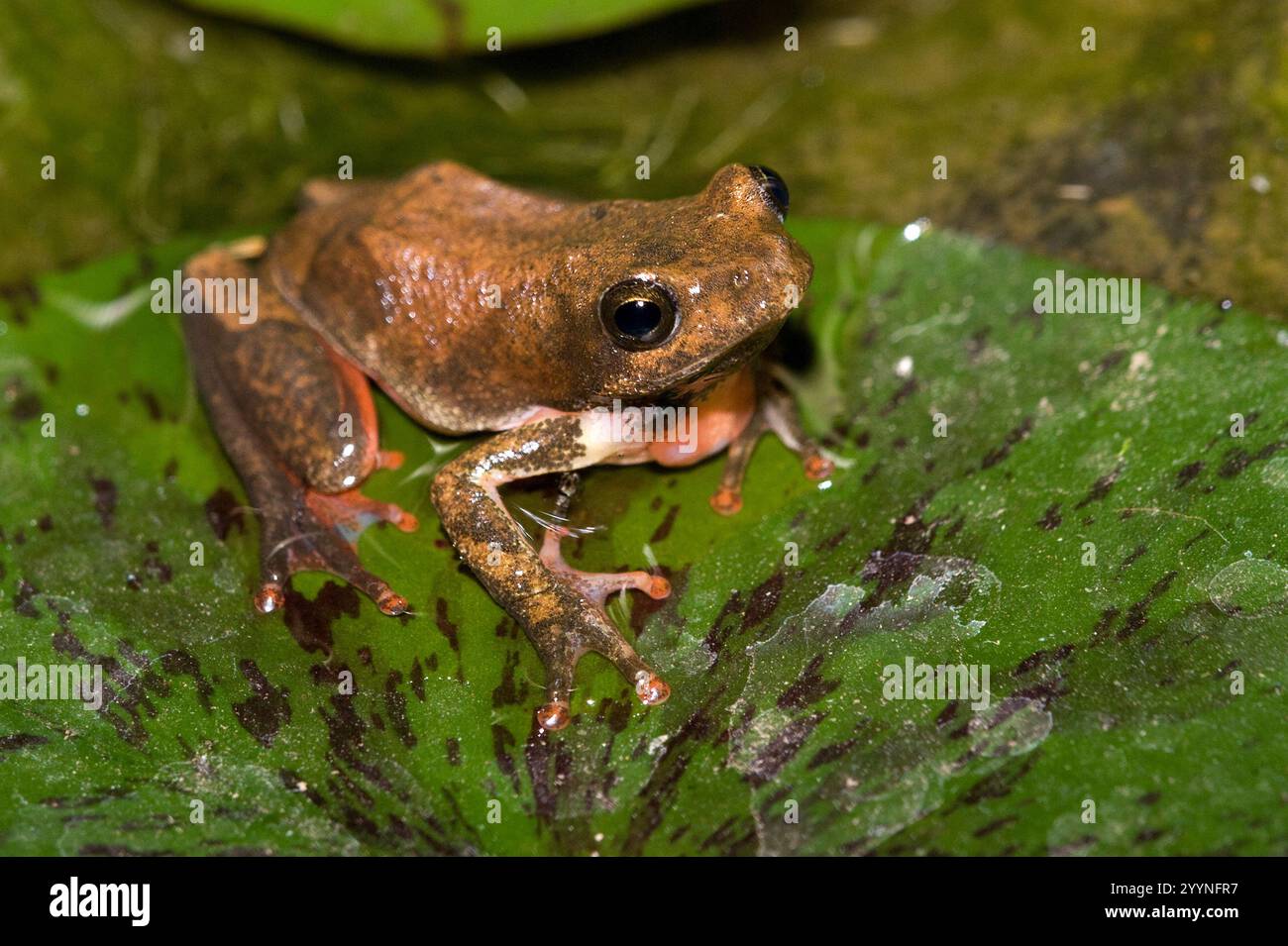 Probably Bocage's tree frog (Leptopelis bocagii) from Nairobi