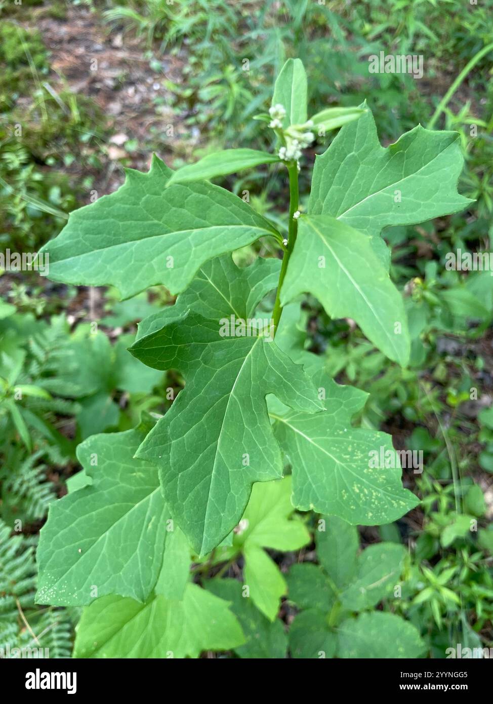 white rattlesnake root (Nabalus albus Stock Photo - Alamy