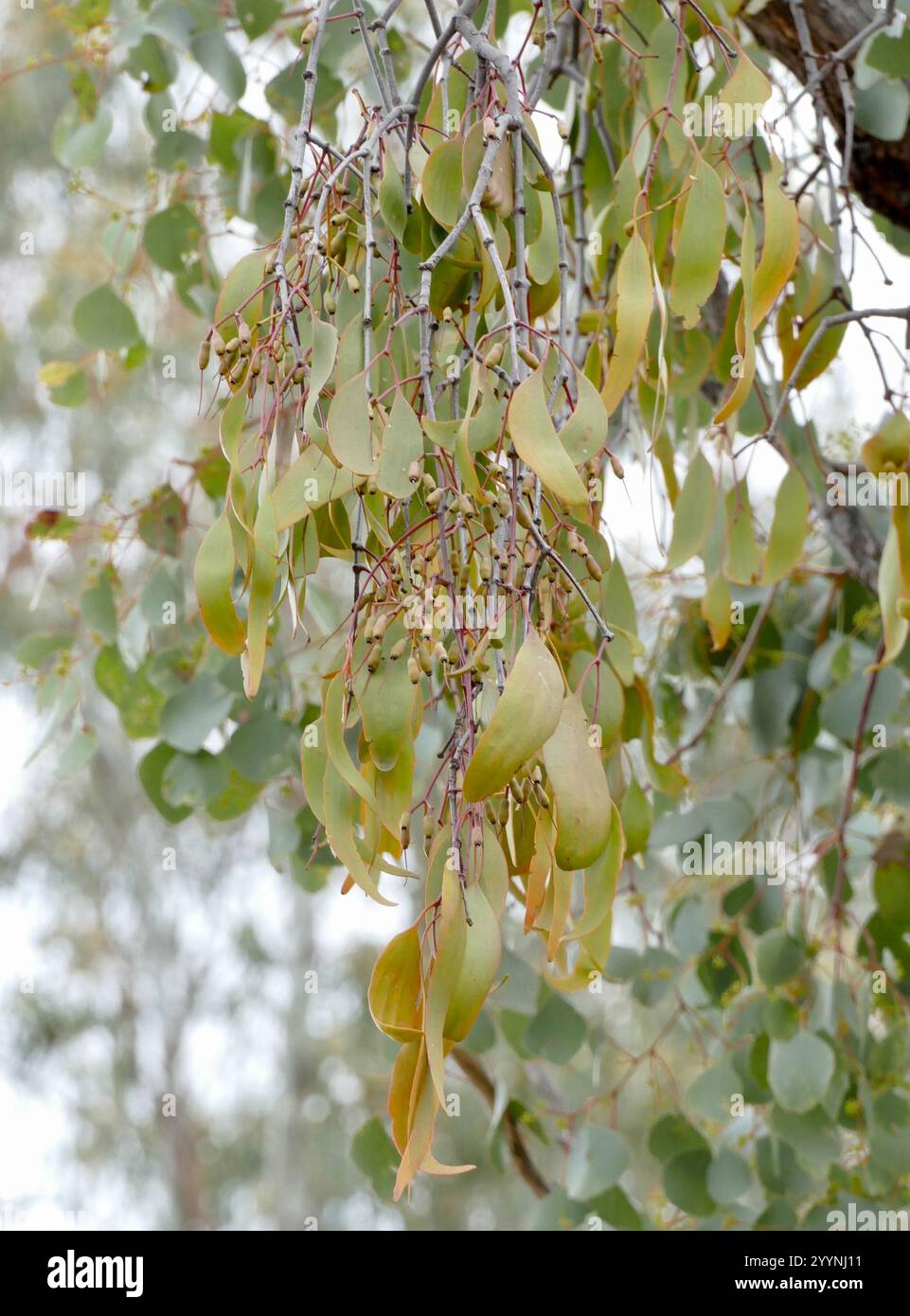 Amyema miquelii hi-res stock photography and images - Alamy