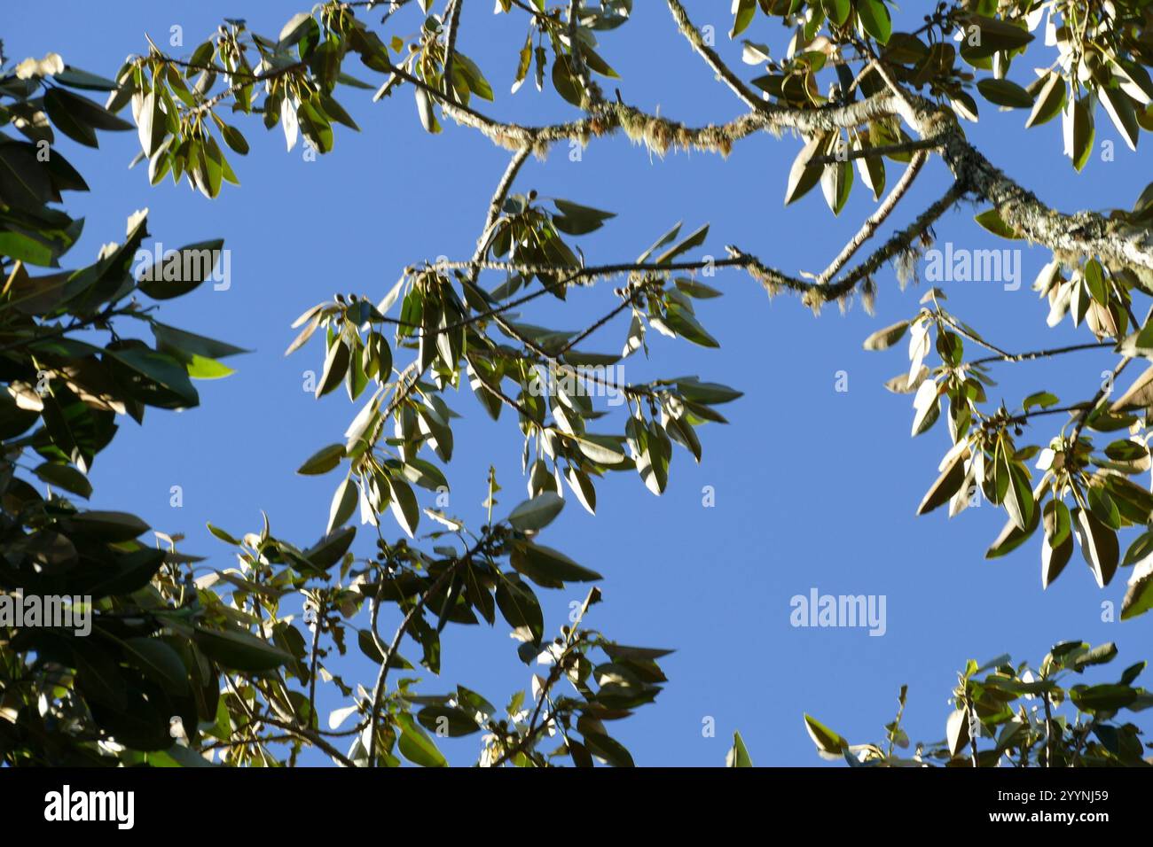 flowering plants (Angiospermae Stock Photo - Alamy