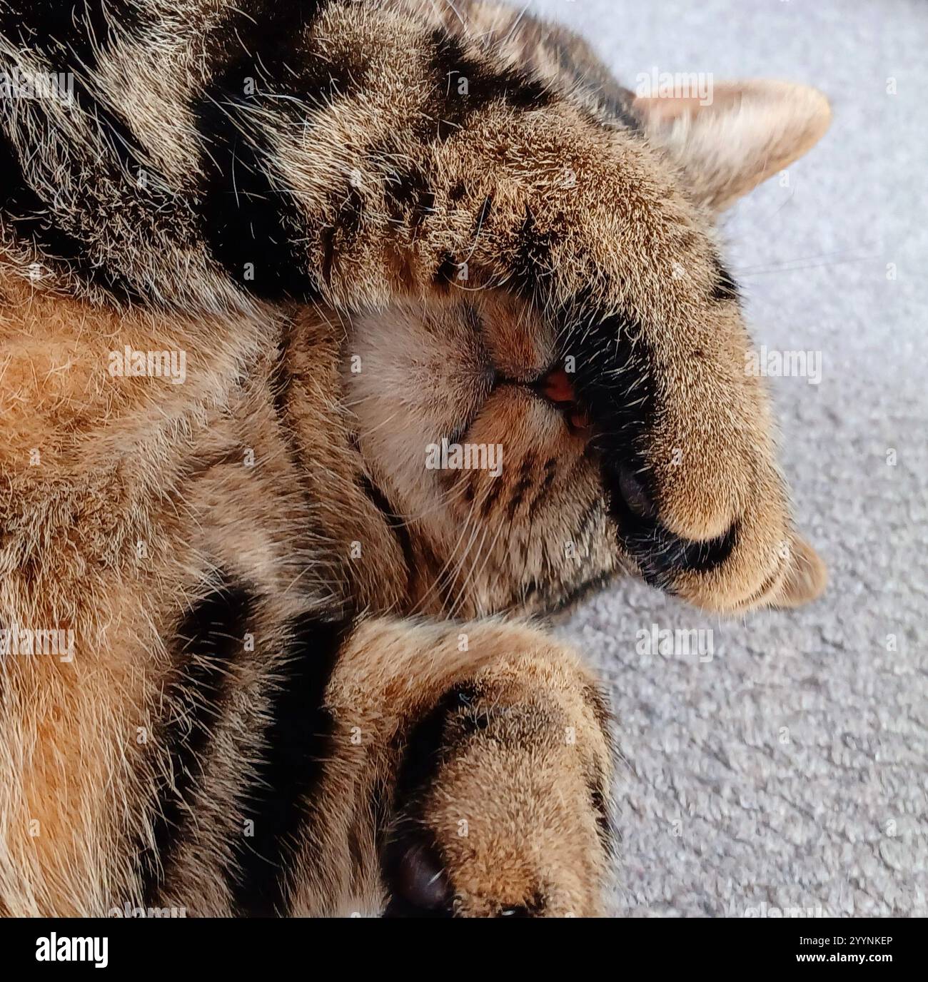 Tabby cat sleeping and covering face with paw Stock Photo