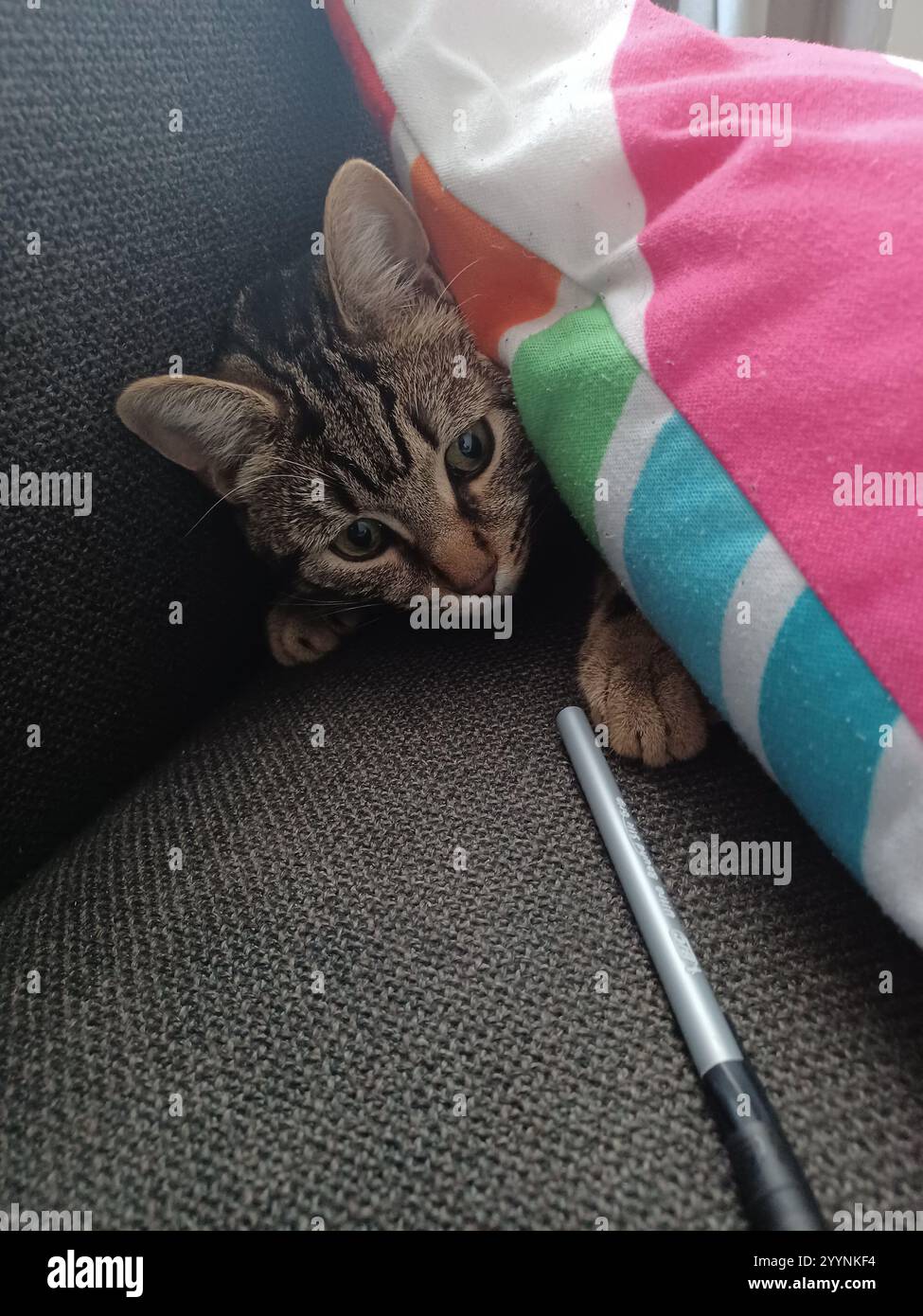 Tabby cat playing Stock Photo