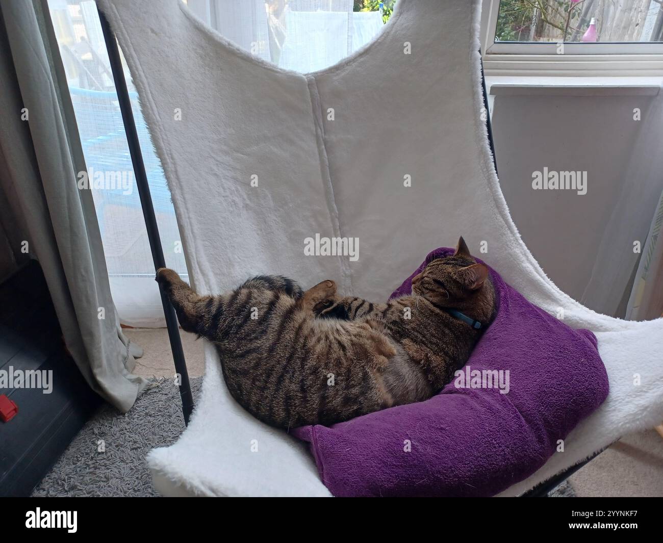 Tabby cat sleeping in chair Stock Photo