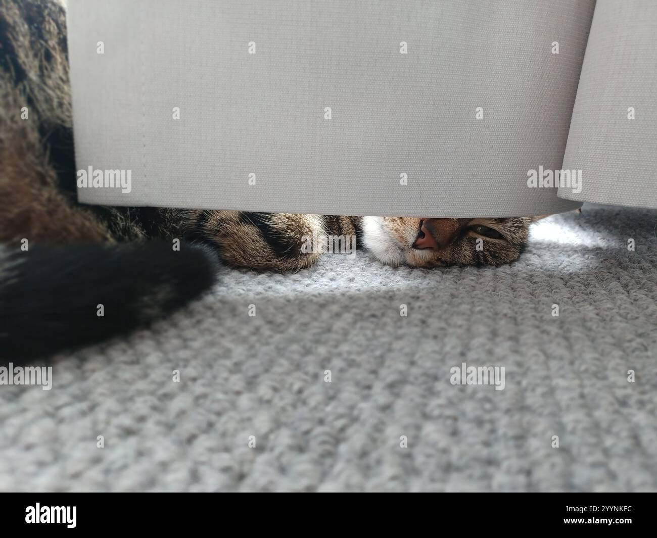 Tabby cat sleeping behind curtain Stock Photo