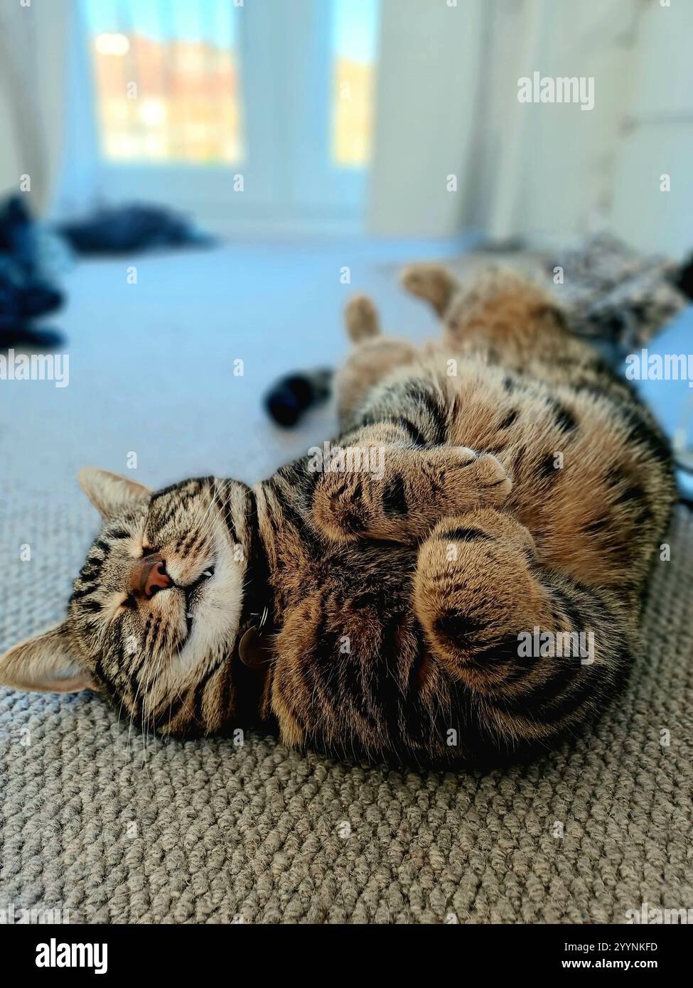 Tabby cat sleeping Stock Photo
