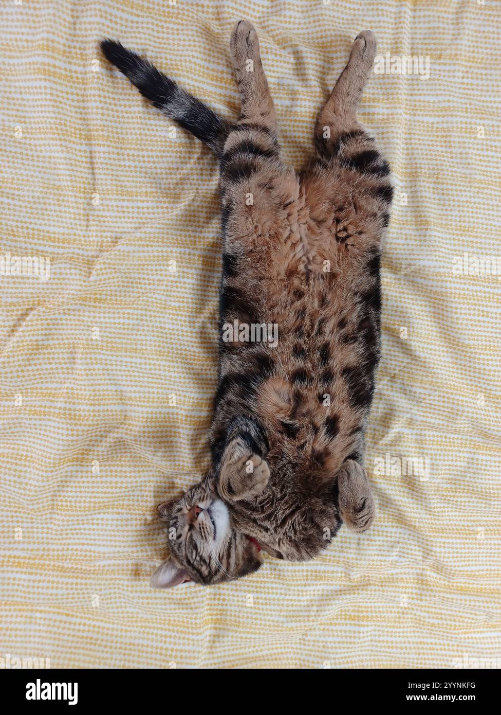 Tabby cat sleeping Stock Photo