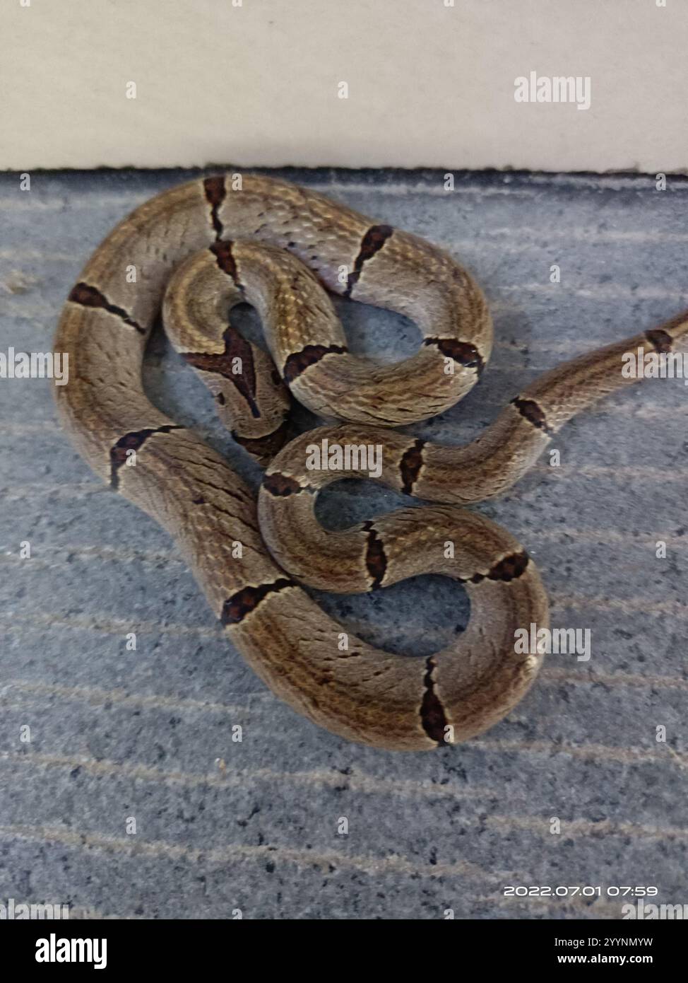 Tomchilatib porno maskara