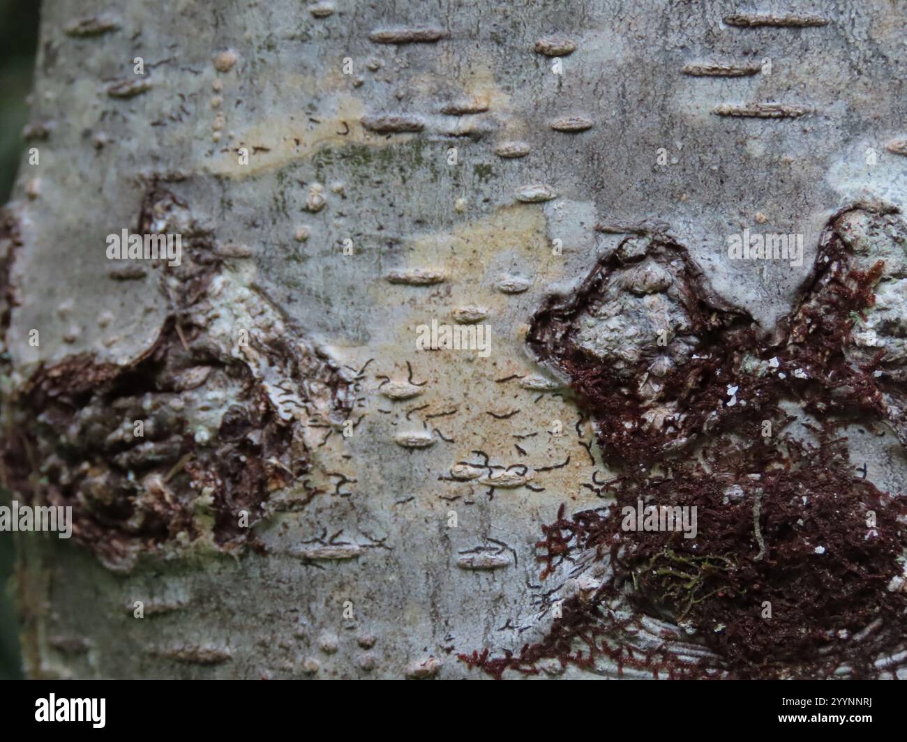 Common Script Lichen (Graphis scripta Stock Photo - Alamy