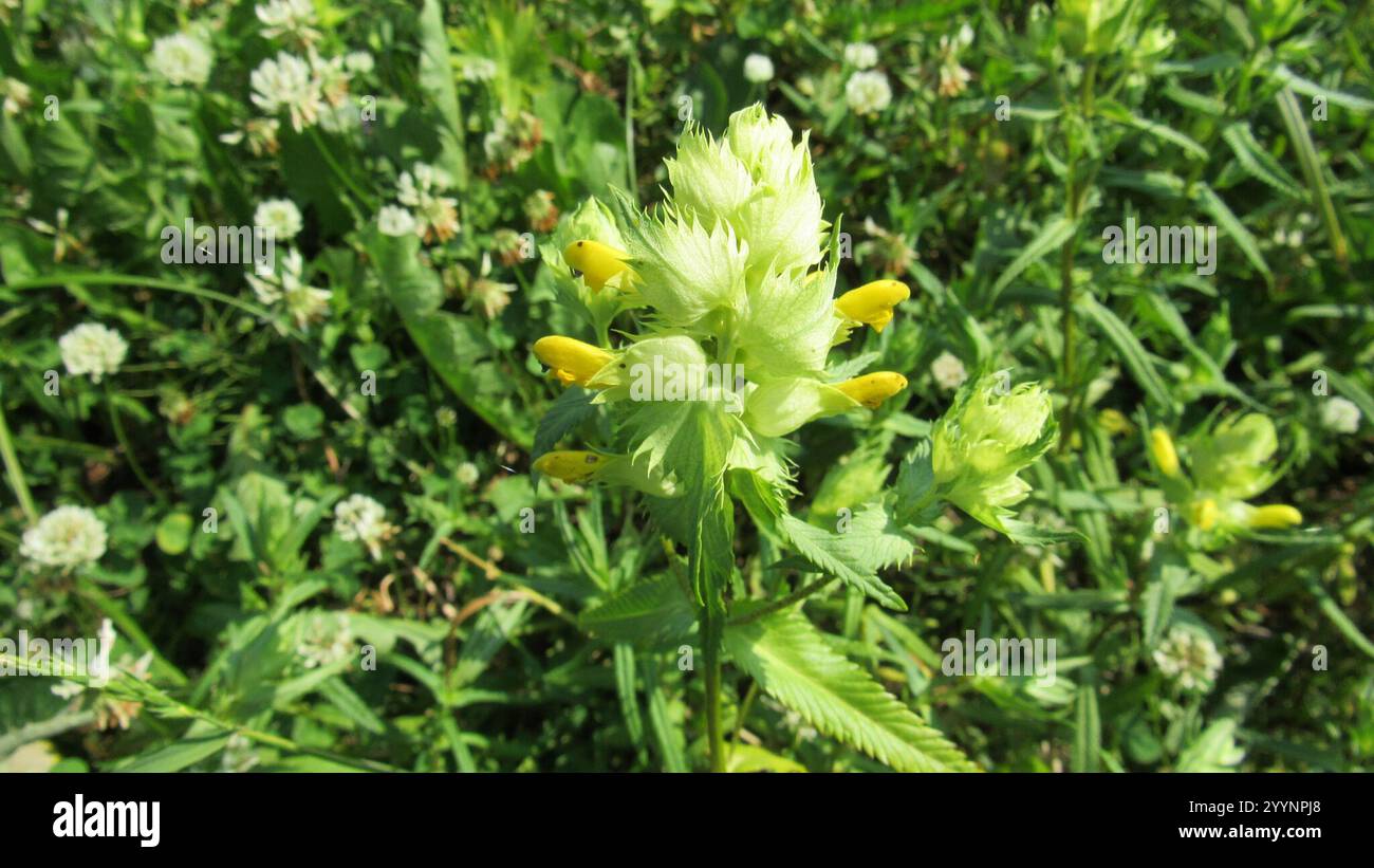 Greater Yellow-rattle (Rhinanthus serotinus Stock Photo - Alamy