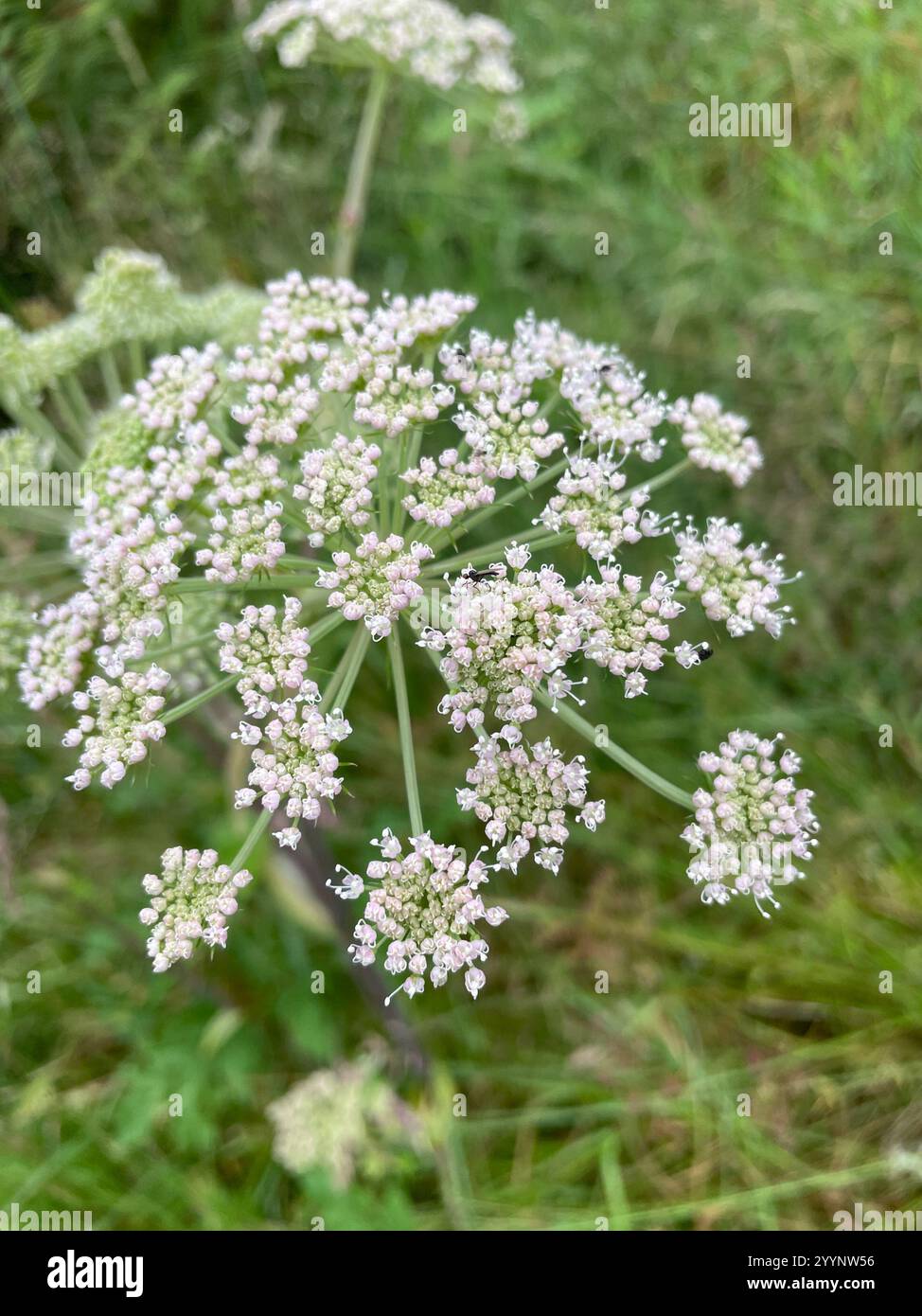 Wild Angelica (Angelica sylvestris Stock Photo - Alamy
