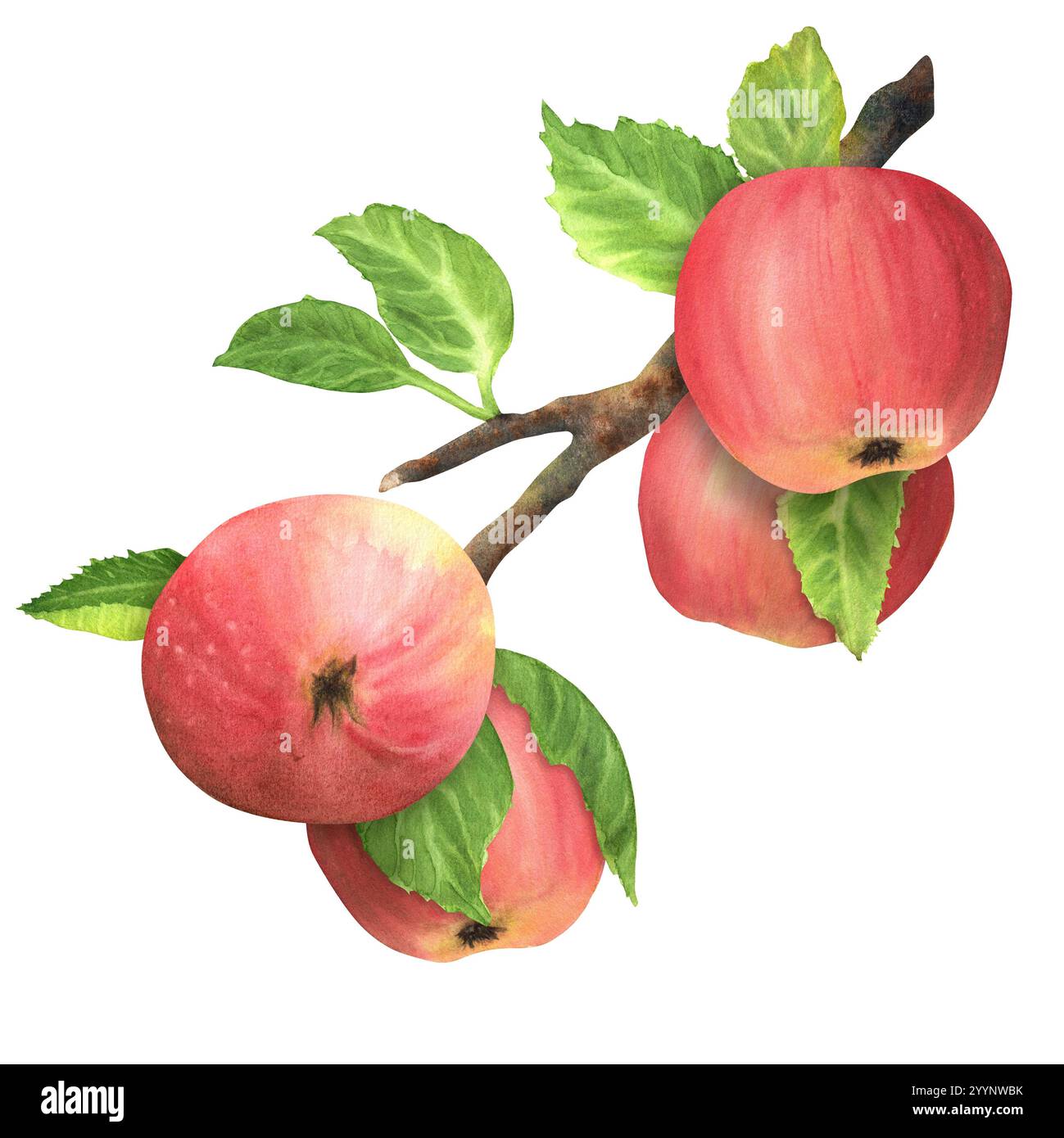 An apple tree branch with four ripe fresh red apples and green leaves ...