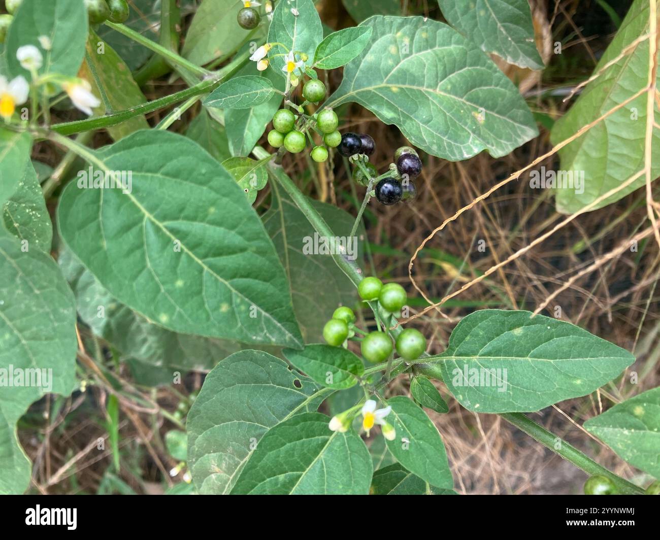 American black nightshade (Solanum americanum Stock Photo - Alamy