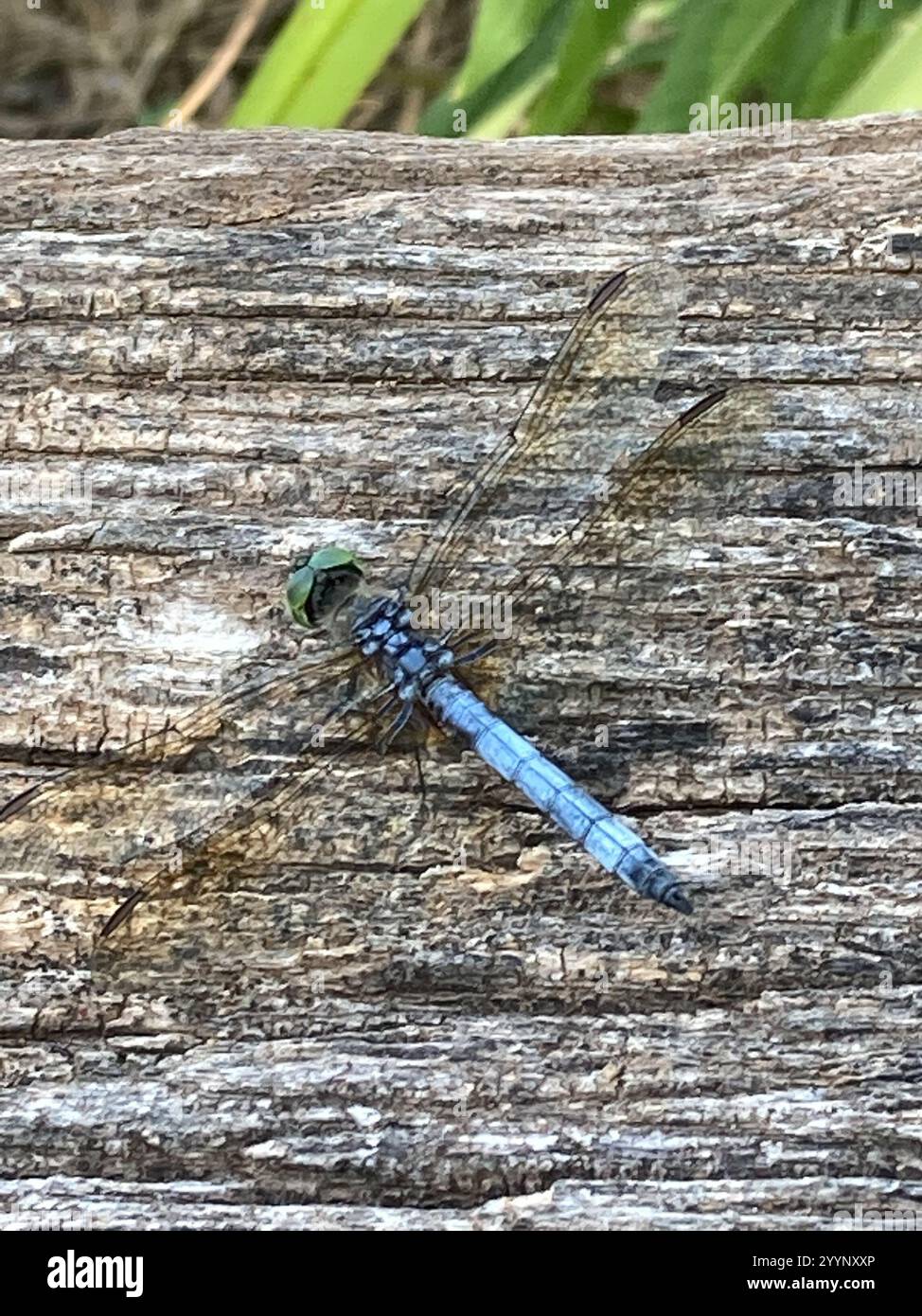 Blue Dasher (Pachydiplax longipennis Stock Photo - Alamy