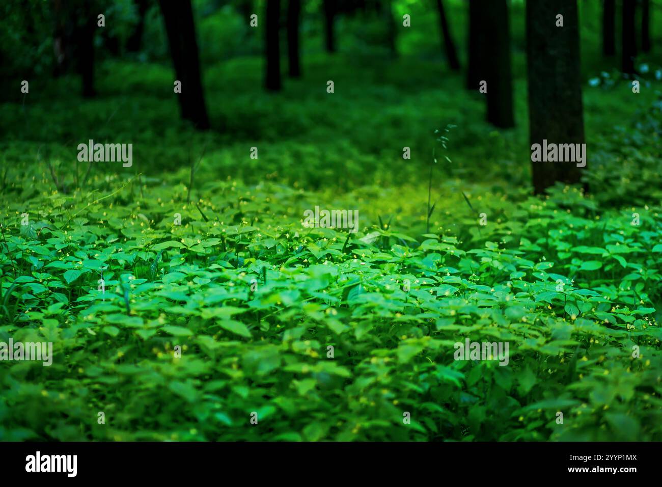 Ecological dense forest area hi-res stock photography and images - Alamy
