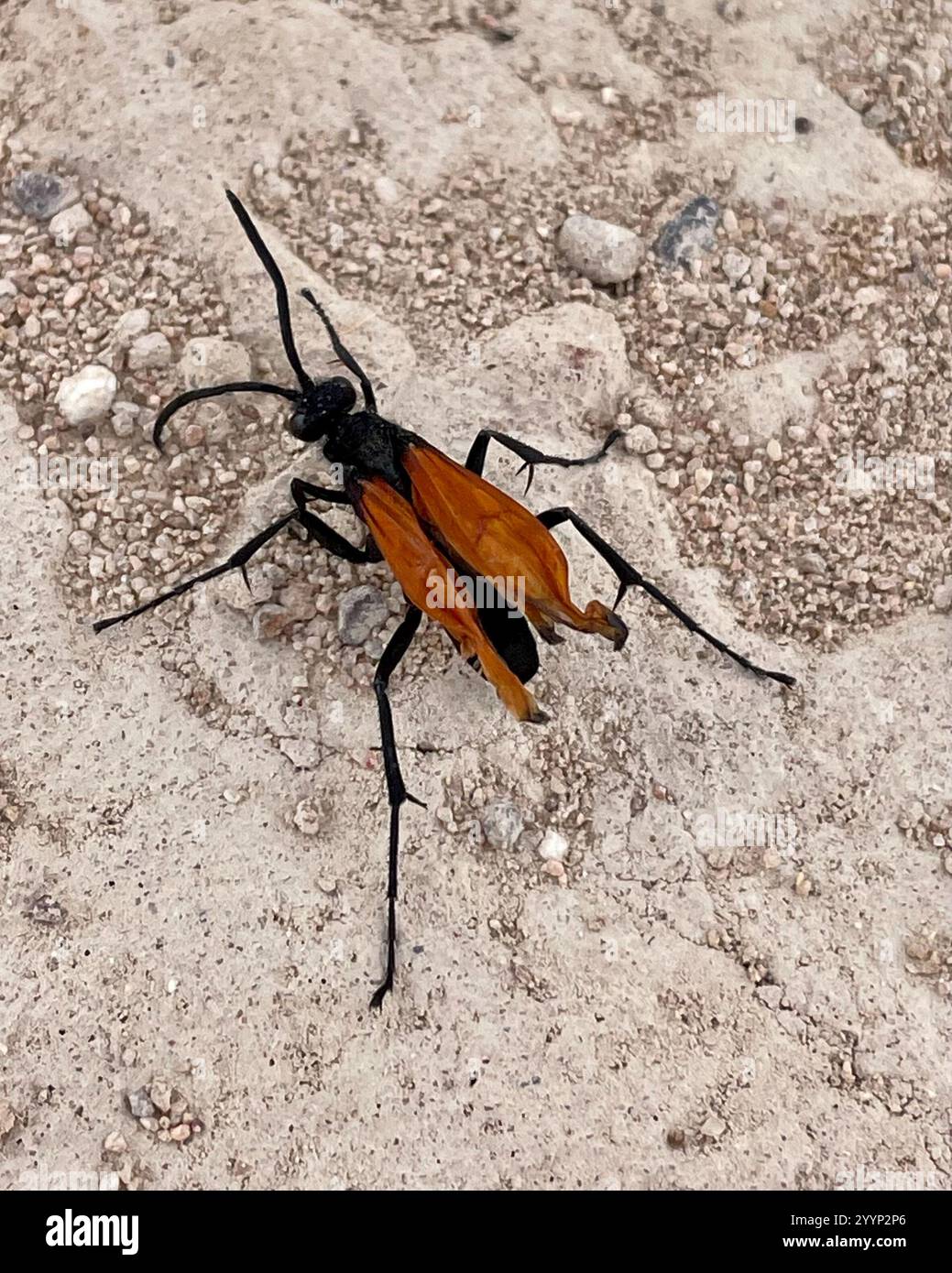 Milde's Tarantula-hawk Wasp (Pepsis mildei Stock Photo - Alamy