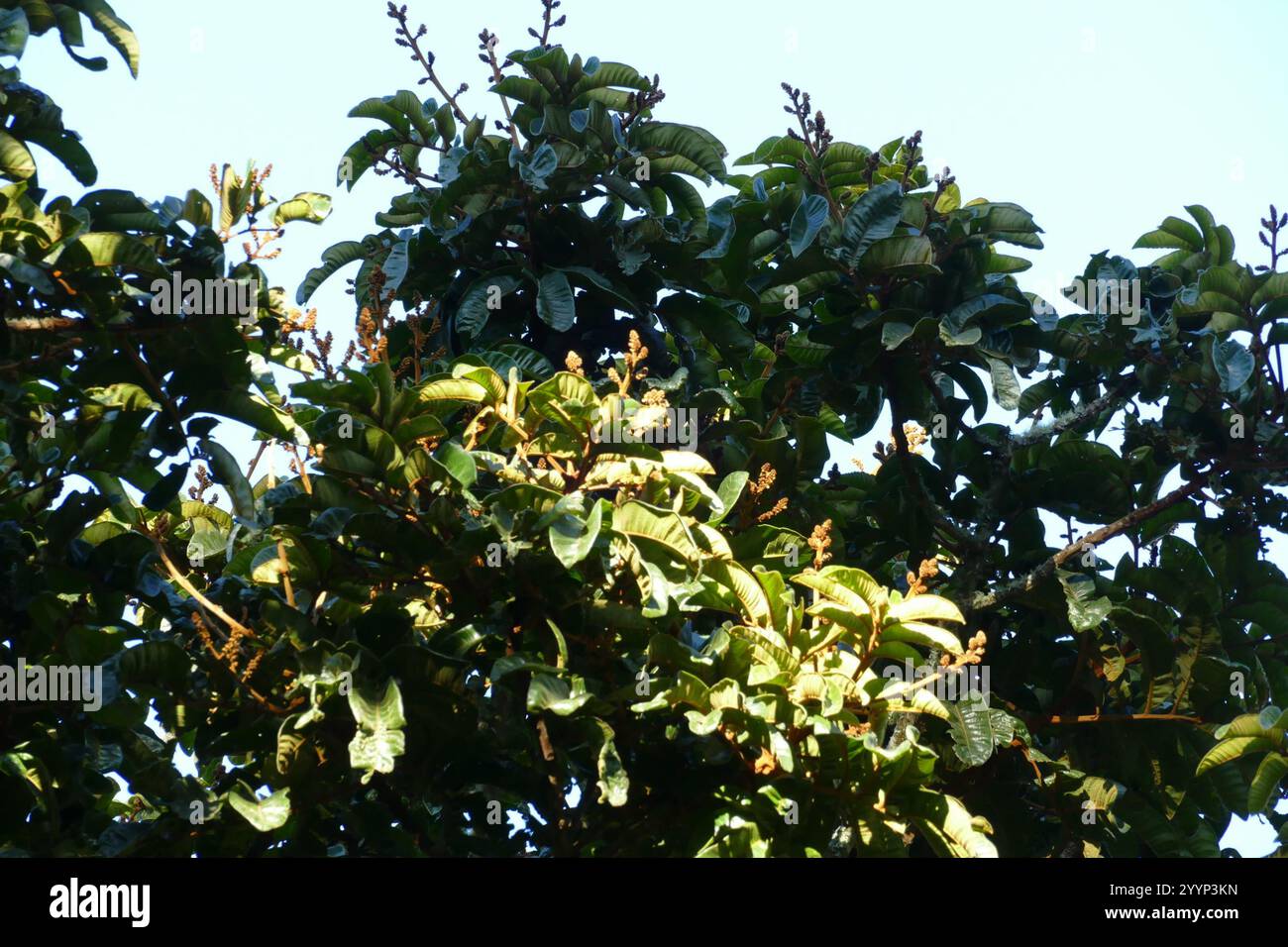 Native Tamarind (Diploglottis australis Stock Photo - Alamy