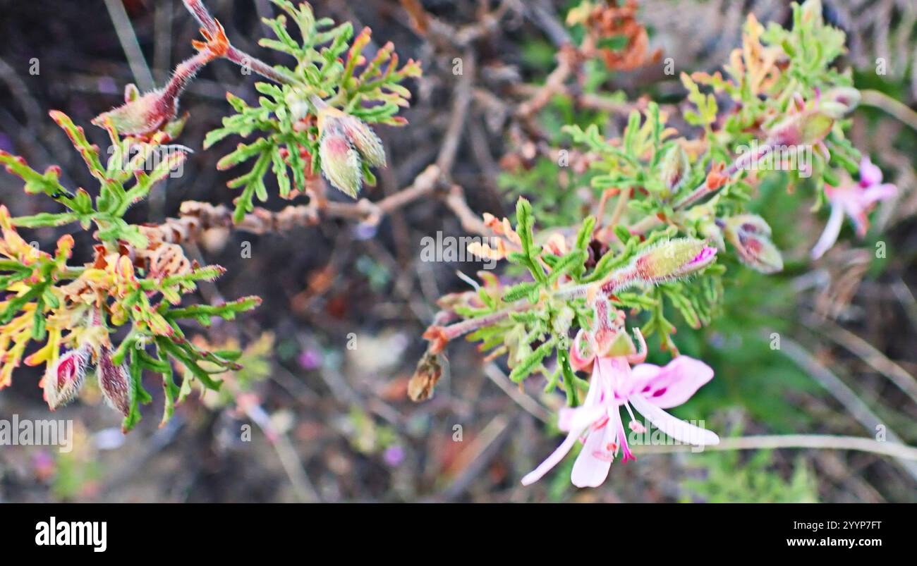 Rasp-leaf pelargonium (Pelargonium radens Stock Photo - Alamy