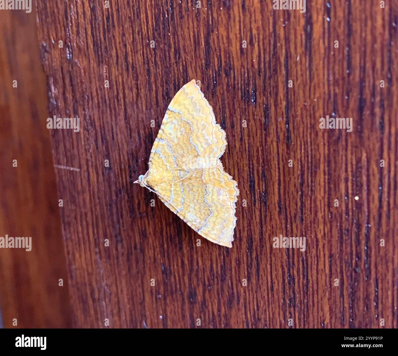 Yellow Shell Moth (Camptogramma bilineata Stock Photo - Alamy