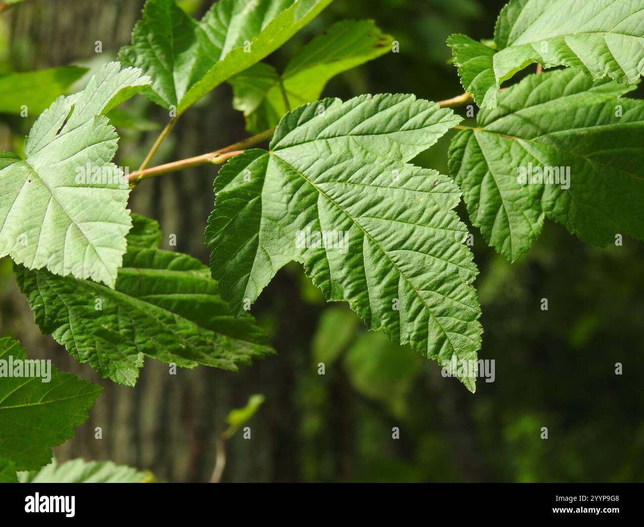 common ninebark (Physocarpus opulifolius Stock Photo - Alamy