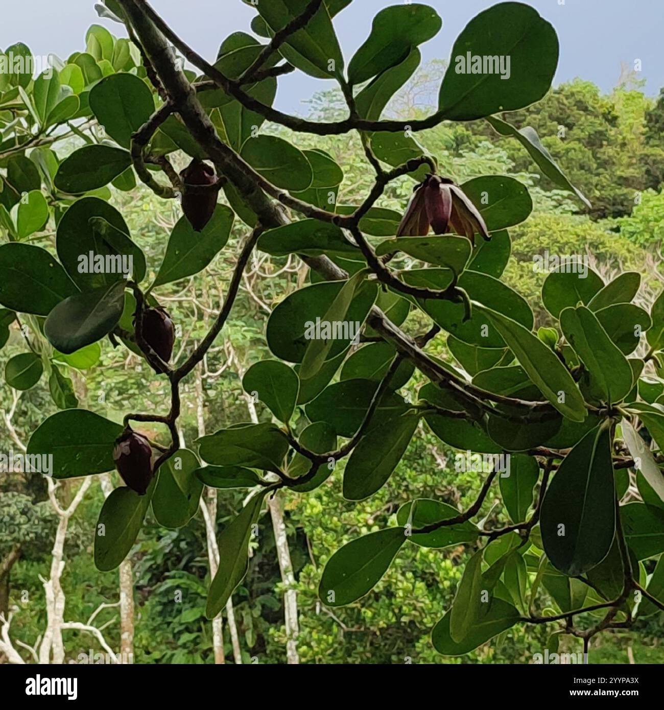 Autograph tree clusia rosea hi-res stock photography and images - Alamy