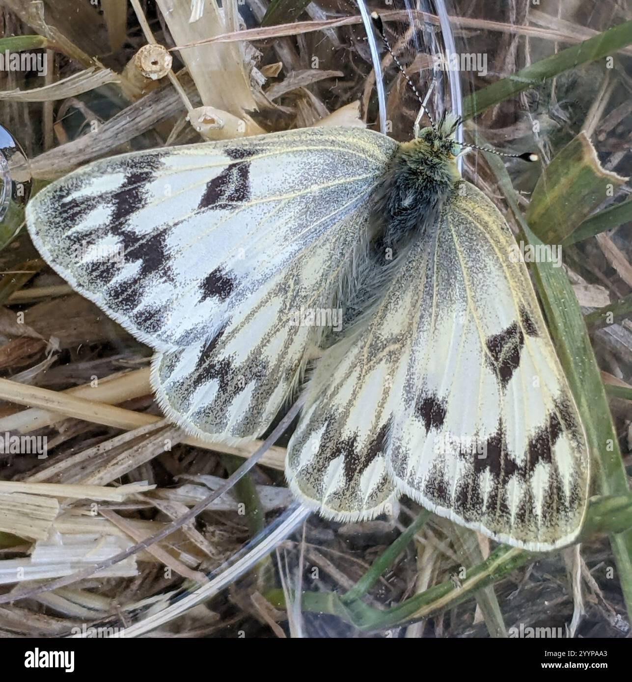 Western White (Pontia occidentalis Stock Photo - Alamy