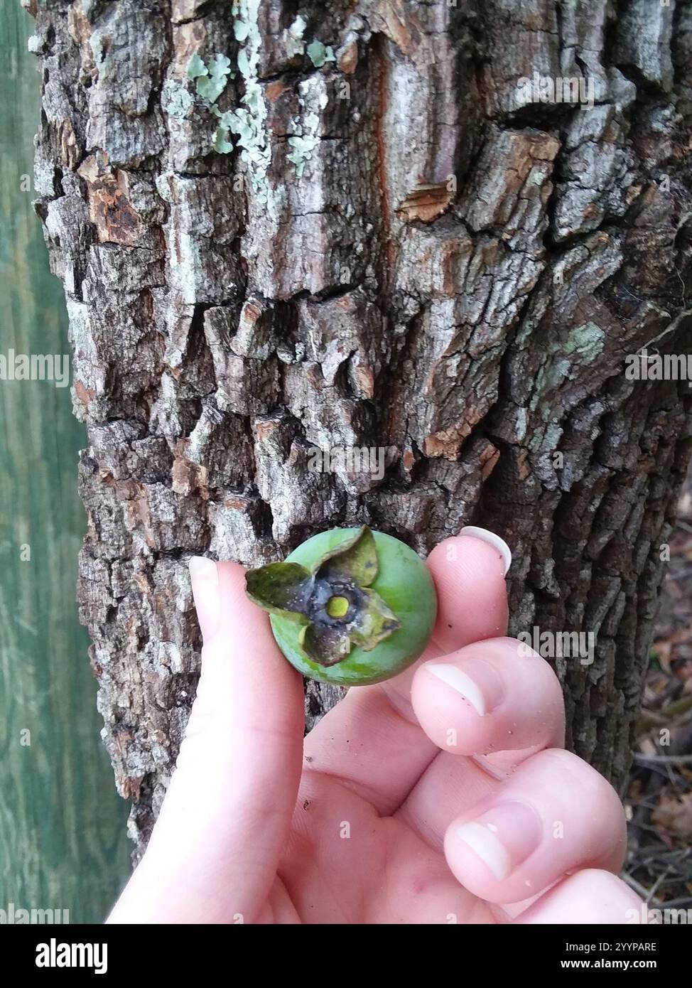 Persimmon Collander American persimmon (Diospyros virginiana Stock Photo - Alamy