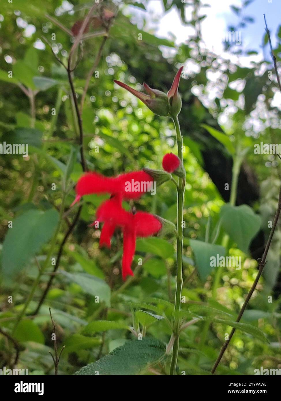 Cardinal Sage (Salvia fulgens Stock Photo - Alamy