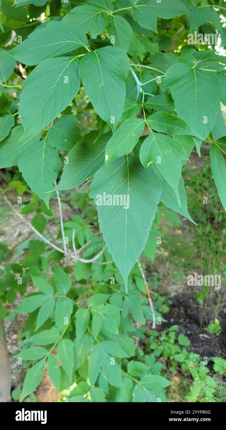 green ash (Fraxinus pennsylvanica Stock Photo - Alamy image.