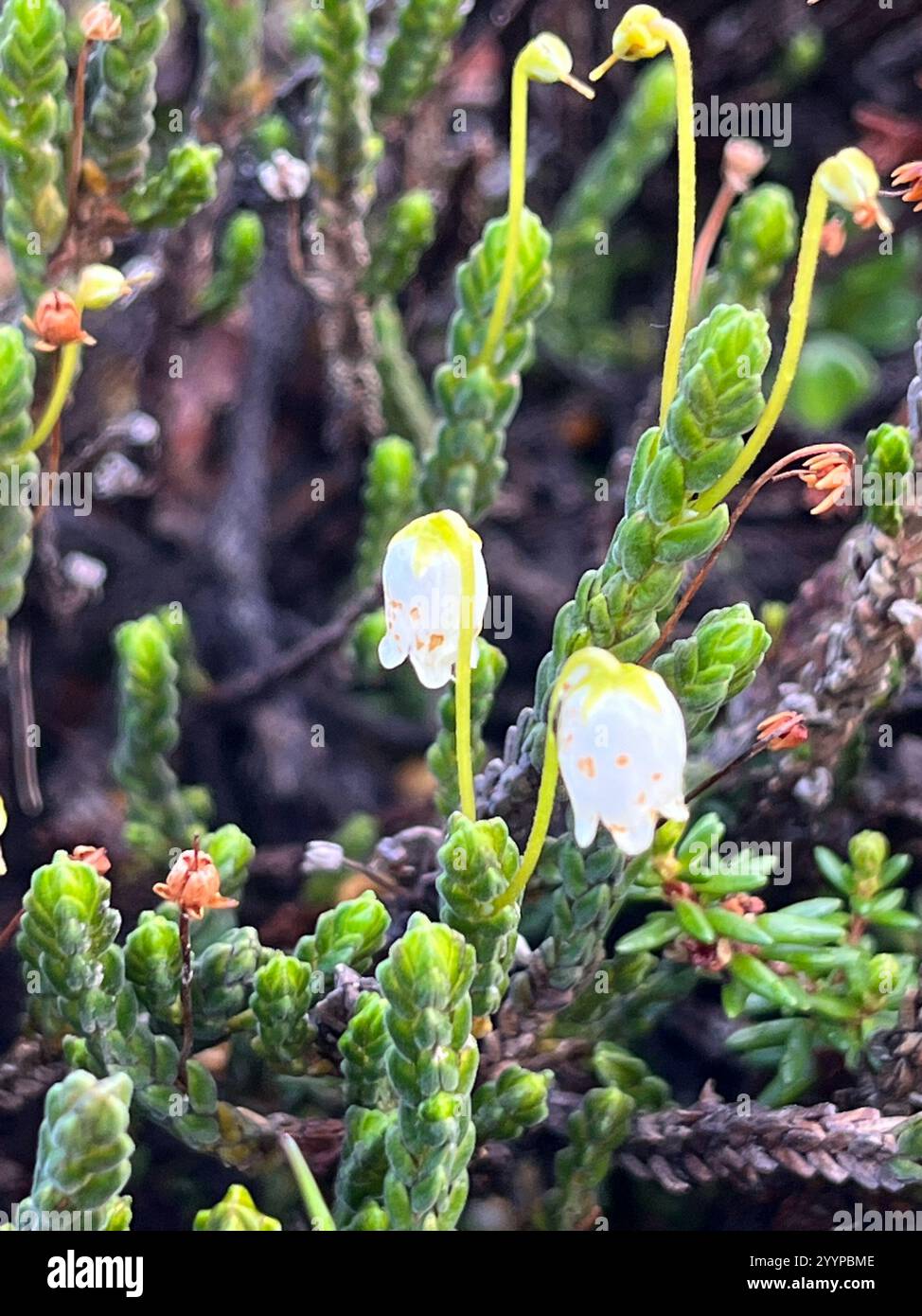 Arctic bell-heather (Cassiope tetragona Stock Photo - Alamy