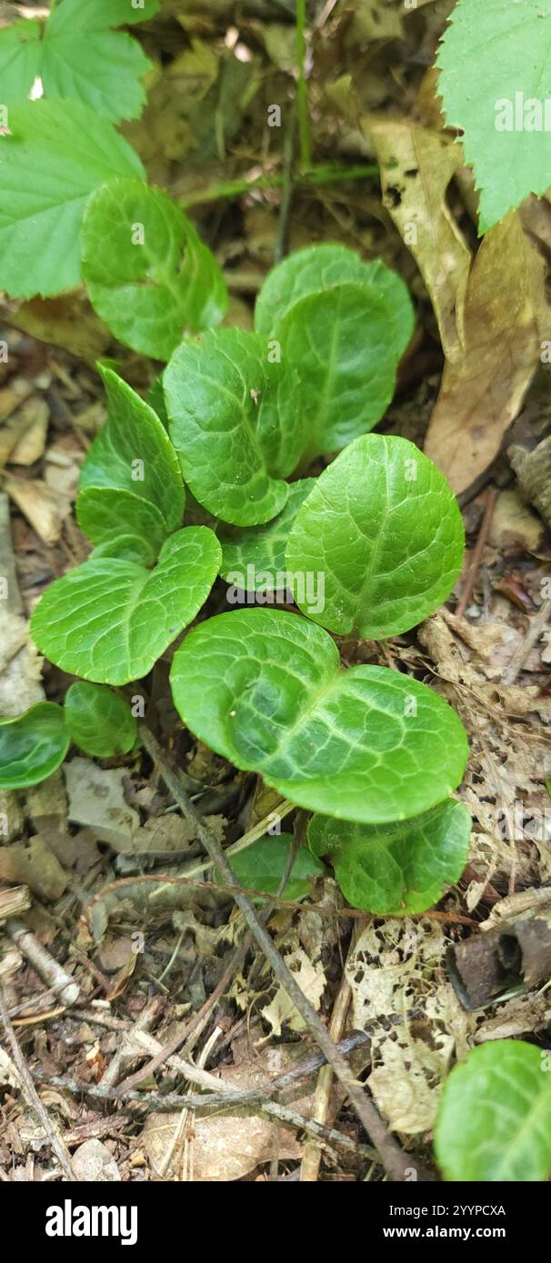 Pyrola americana hi-res stock photography and images - Alamy