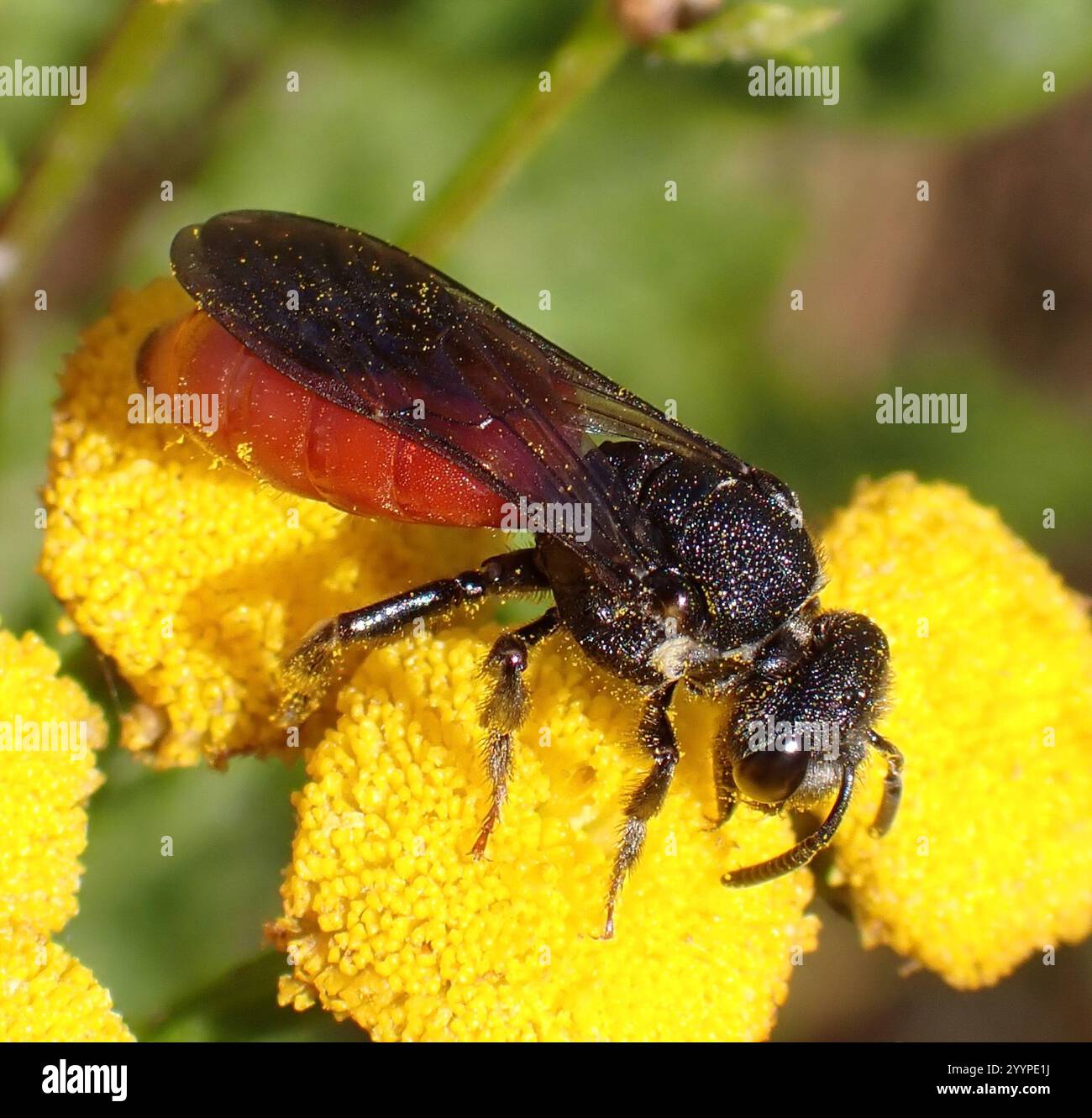 Sphecodes White-lipped Blood Bee (Sphecodes albilabris Stock Photo - Alamy