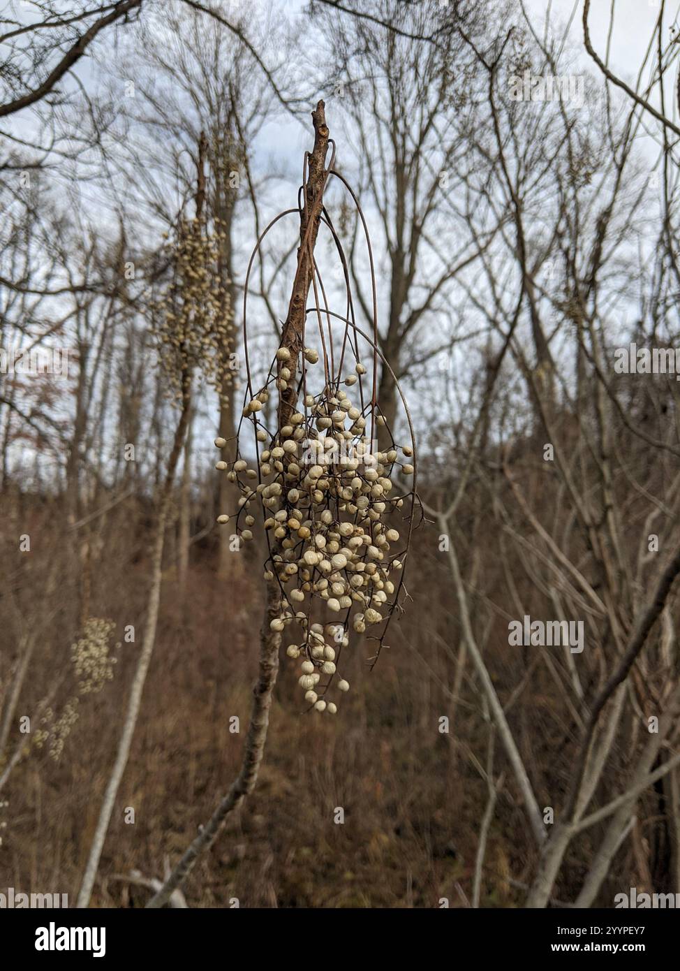 poison sumac (Toxicodendron vernix) Stock Photo