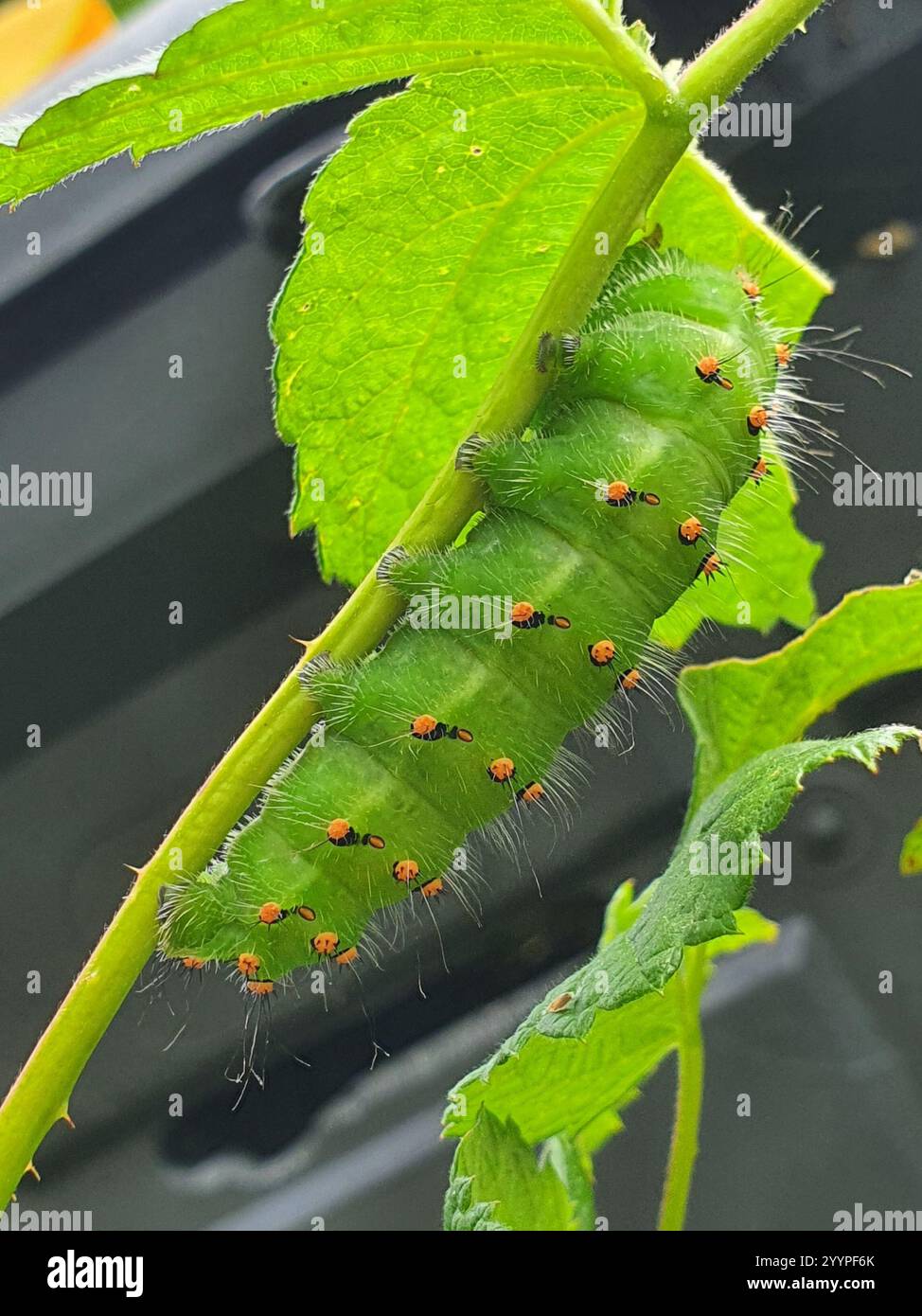 Small Emperor Moth (Saturnia pavonia Stock Photo - Alamy