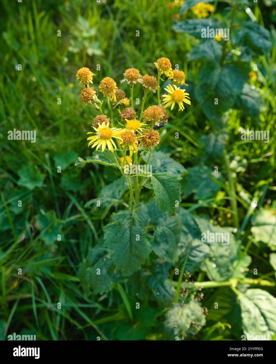 Alpine ragwort (Jacobaea alpina Stock Photo - Alamy
