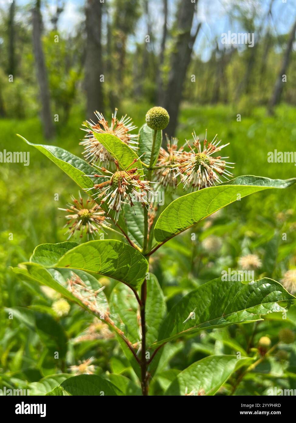 buttonbush (Cephalanthus occidentalis Stock Photo - Alamy