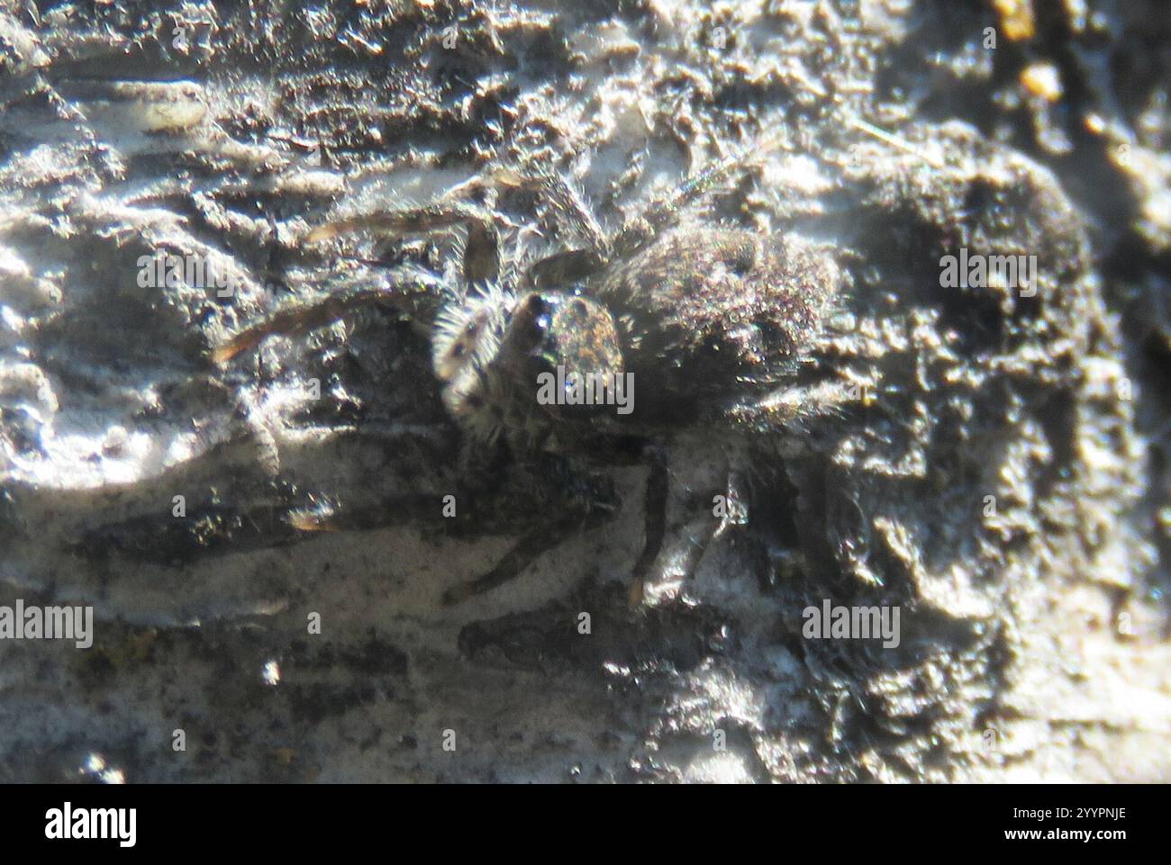 Californias Hidden Gem The Flattened Jumping Spider - d0mgten
