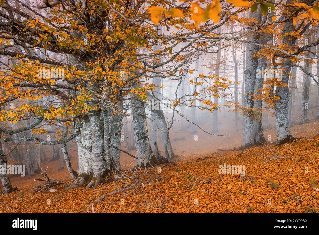 Golden foliage covering the ground in a foggy forest during a misty ...
