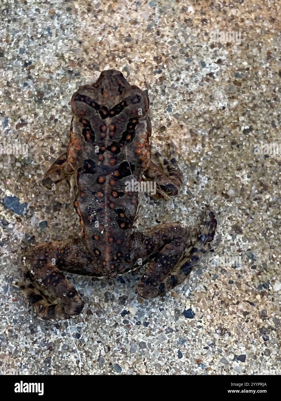 Cane Toad (Rhinella marina Stock Photo - Alamy