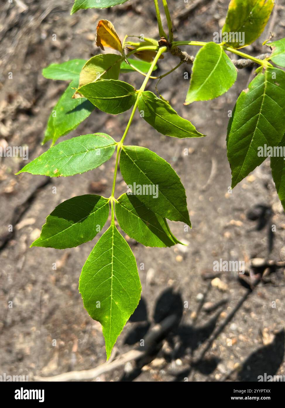 green ash (Fraxinus pennsylvanica Stock Photo - Alamy